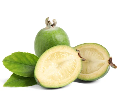 feijoa01