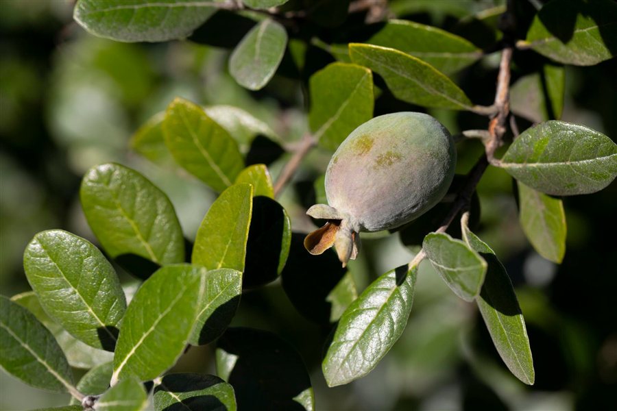 Ripe feijoa on the tree Ripe feijoa fruit growing on the tree, almost ready to harvest