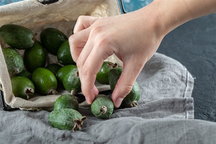 Picking a feijoa from the harvest basket Hands picking a feijoa fruit out of a harvest basket